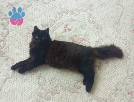 Kızımıza eş arıyoruz