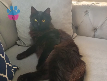 Kızımıza eş arıyoruz