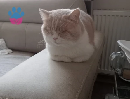 Oscara eş arıyoruzz