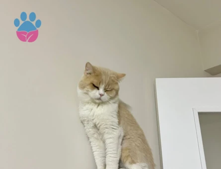 Oscara eş arıyoruzz