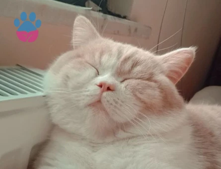 Oscara eş arıyoruzz