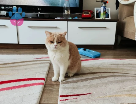 Oscara eş arıyoruzz