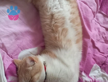 Oscara eş arıyoruzz