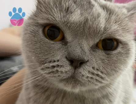 Kedimize erkek bir eş arıyoruz