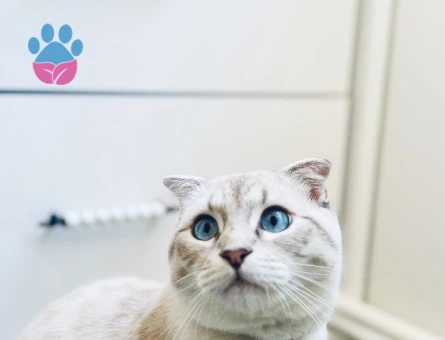 Oğluma eş arıyorum