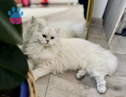 Brisitish longhair kızgın kızımıza eş arıyoruz