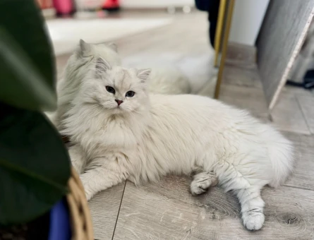 Brisitish longhair kızgın kızımıza eş arıyoruz - 118981174