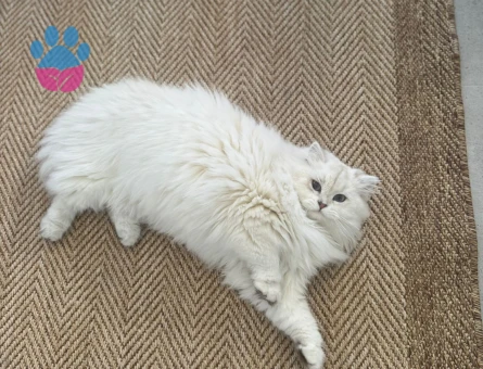 Brisitish longhair kızgın kızımıza eş arıyoruz