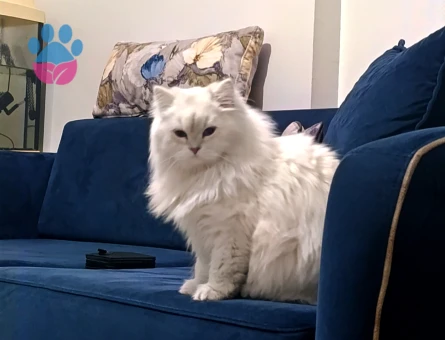 Brisitish longhair kızgın kızımıza eş arıyoruz