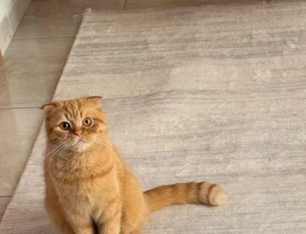 Scottish Fold  Dişi Kedimizi Çiftleştirmek İstiyoruz - 118981175