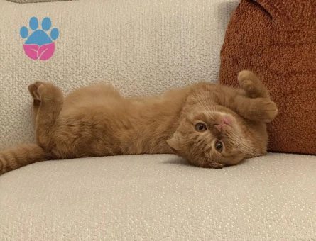 Scottish Fold  Dişi Kedimizi Çiftleştirmek İstiyoruz