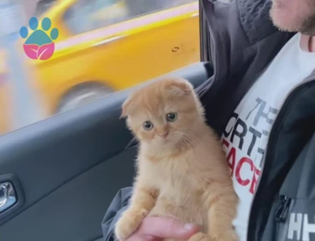 Scottish Fold  Dişi Kedimizi Çiftleştirmek İstiyoruz