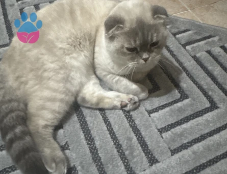 1,5 yaşındaki kızımıza eş aramaktayız