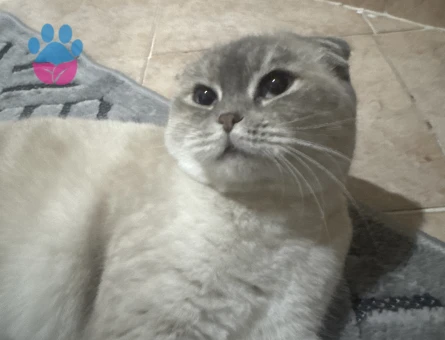 1,5 yaşındaki kızımıza eş aramaktayız