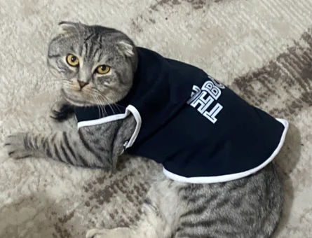 Scottish fold - 118974162