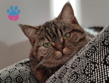 BRİTİSH SHORTHAİR