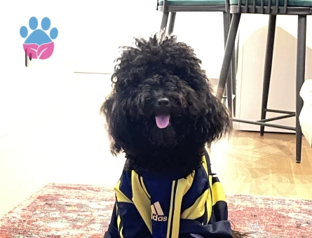 Oğlumuza eş arıyoruz