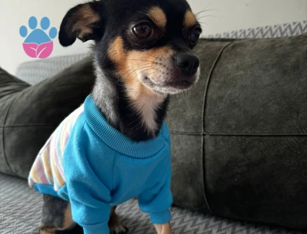 Oğlum Bambam için eş arıyoruz