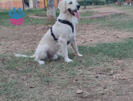 Boncuk İçin Eş Arıyoruz