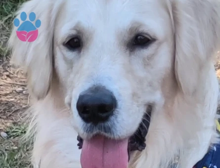 Boncuk İçin Eş Arıyoruz