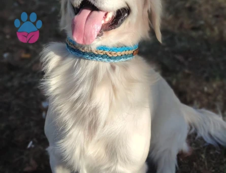 Boncuk İçin Eş Arıyoruz