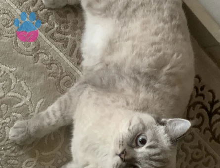 dişi kedime eş arıyorum