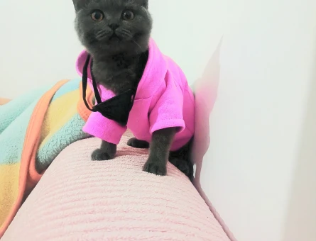 Dişi kedi - 118974173