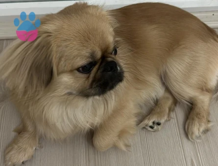 ARES'E GELİN ADAYI ARIYORUM..