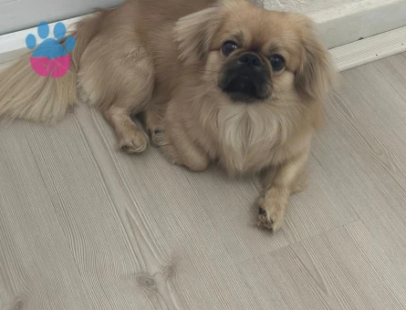 ARES'E GELİN ADAYI ARIYORUM..