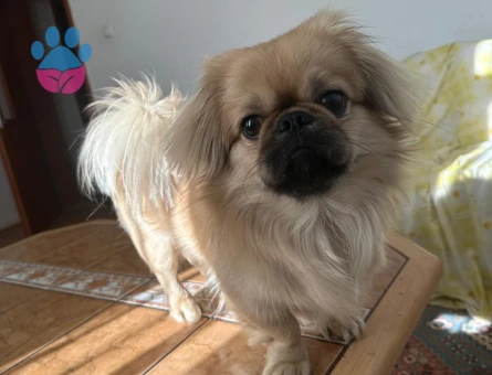 ARES'E GELİN ADAYI ARIYORUM..