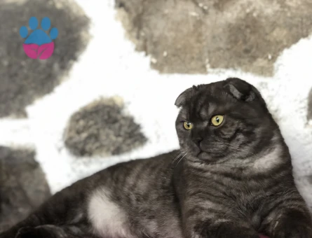 Scottish Fold Oğlum Eros’a Alımlı Bir Gelin Arıyorum