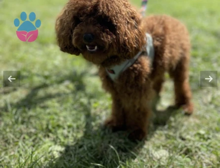 Toy Kore Poodle oğluma eş arıyorum