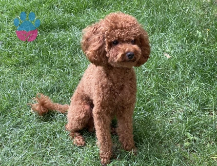 Toy Kore Poodle oğluma eş arıyorum