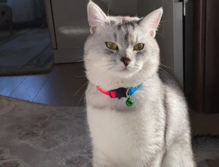 British Shorthair Erkek - 118974180