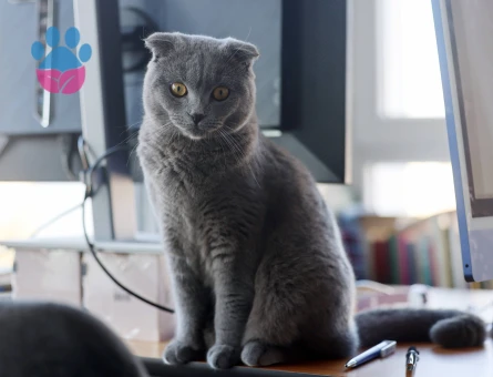 Zeze'ye dişi eş - Antalya