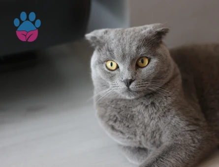 Zeze'ye dişi eş - Antalya