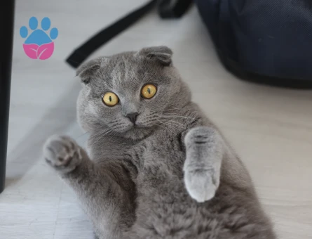 Zeze'ye dişi eş - Antalya