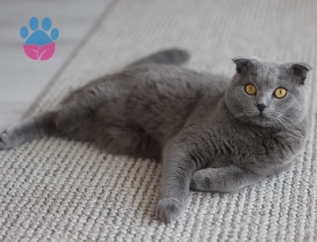 Zeze'ye dişi eş - Antalya