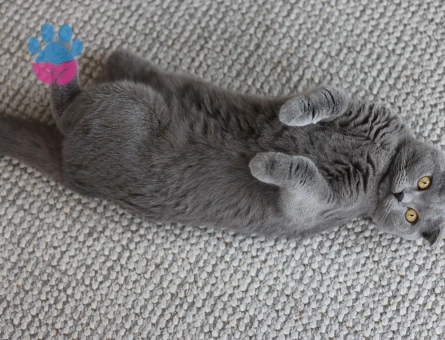 Zeze'ye dişi eş - Antalya