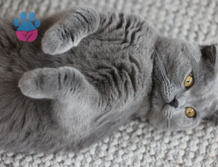 Zeze'ye dişi eş - Antalya