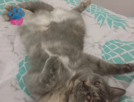 Kızıma eş arıyorum.