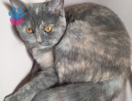 Kızıma eş arıyorum.