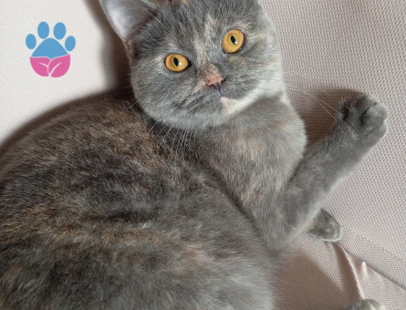 Kızıma eş arıyorum.