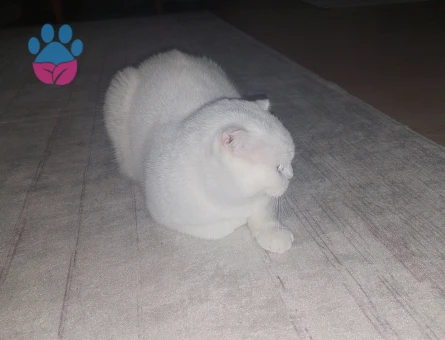 british fold  dişi kedimize eş arıyoruz