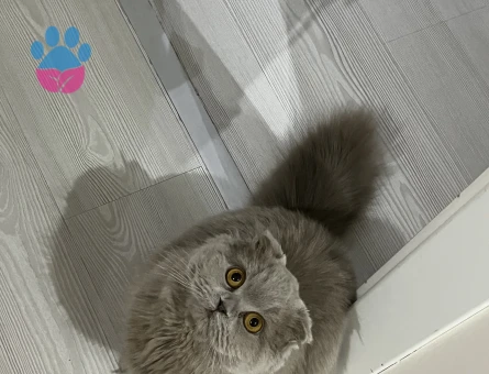 Dişi Scottish Fold Longhair