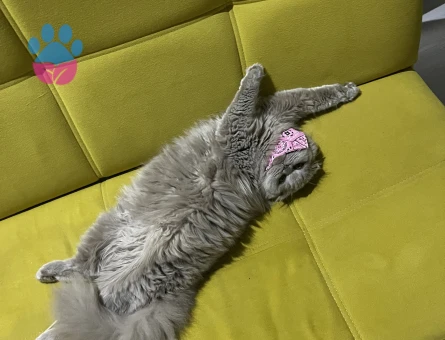 Dişi Scottish Fold Longhair