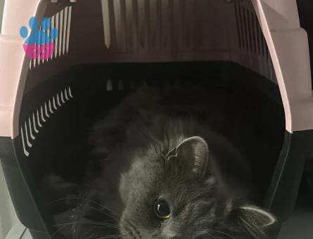 British long hair ve siyah kırması 15 aylık dişi