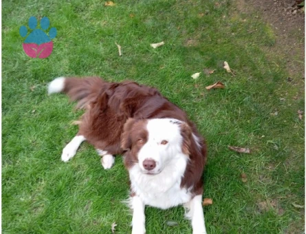 Dişi Border Colie'ye Eş Aranıyor