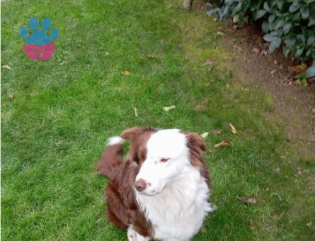 Dişi Border Colie'ye Eş Aranıyor