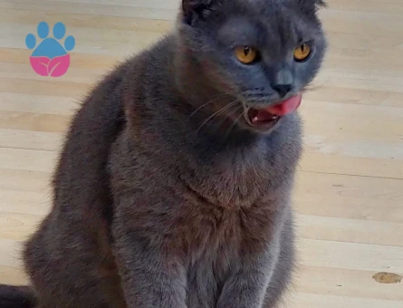 Scottish Fold 1 Yaşında Eş Arıyor